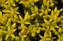 David Plant Photography - Wildlife Photography - Biting stonecrop - A